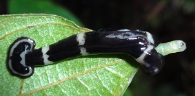 Terrestrial Flatworm photo